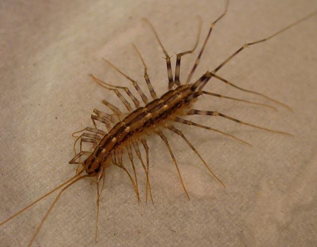 house_centipede_6-19-12.jpg