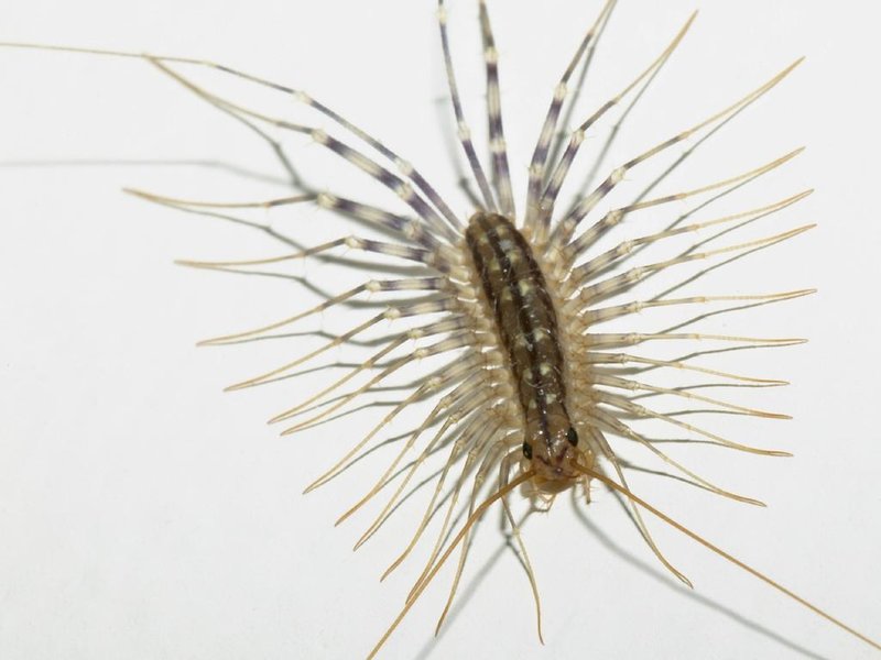 housecentipede.jpg