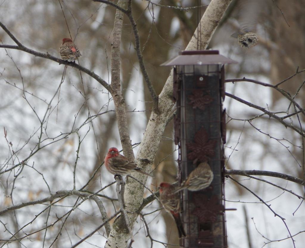housefinch_zpsa183f1f1_48acf074d8802a8ca70c06c1ce75c3cb12adb010.jpg