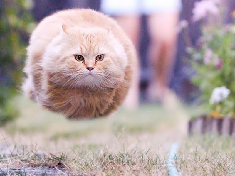 hover-ball-cat-_d8d83a47d100b80dd239d694358694bbdd3e79e8.jpg
