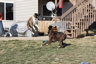 hoverdog_75718641fe153ffc5c4cfa01aa029281692dd996.jpg