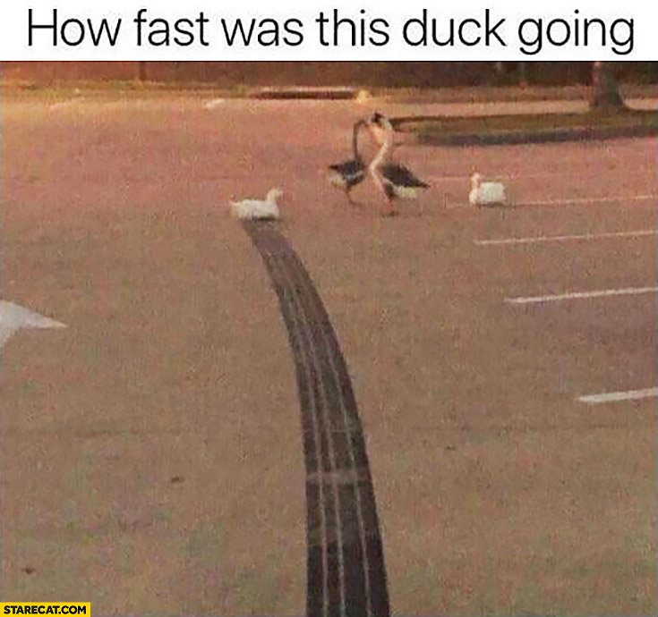 how-fast-was-this-duck-going-skid-marks-tires.jpg