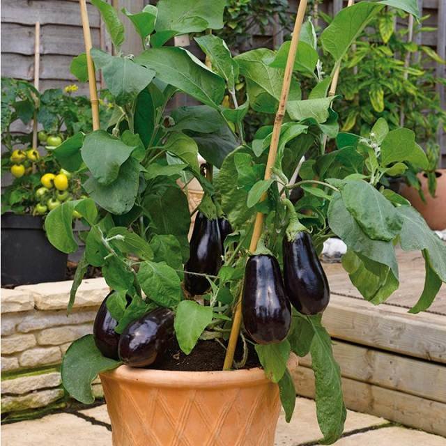 How-to-Grow-Eggplant-in-Pots-2.jpg