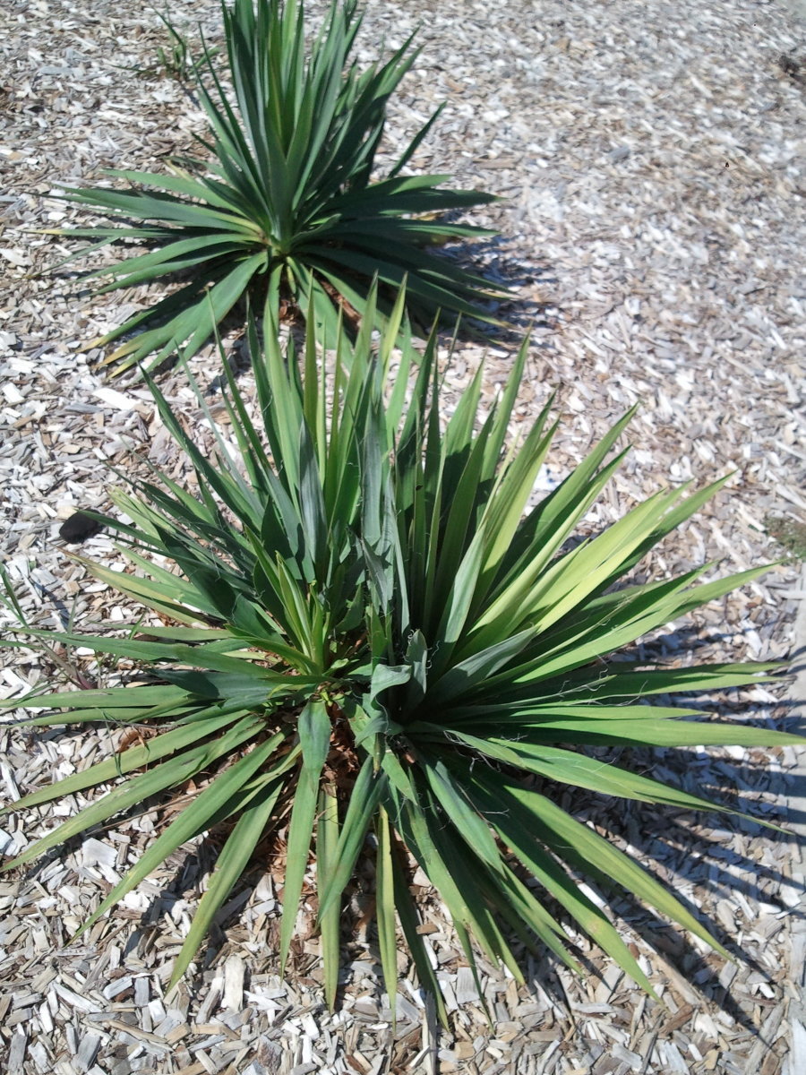 how-to-take-care-of-a-yucca-plant.jpg