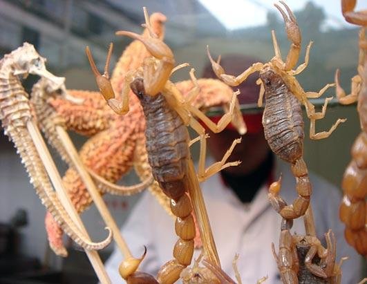 ht_scorpions_starfish_seahorses_101105_ssh.jpg