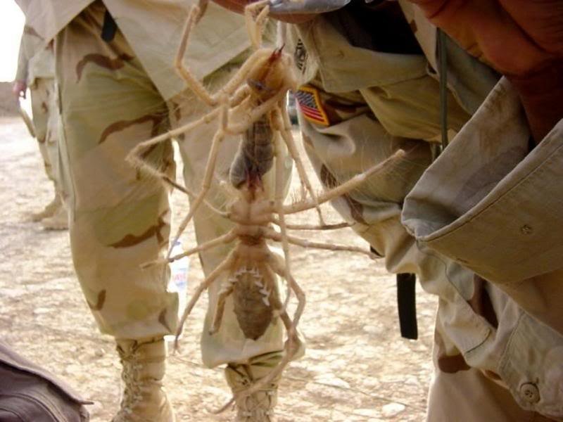 Hugefreakingspiders1_3732ff61ef6b4b087720c2a26525fa995ca8242c.jpg