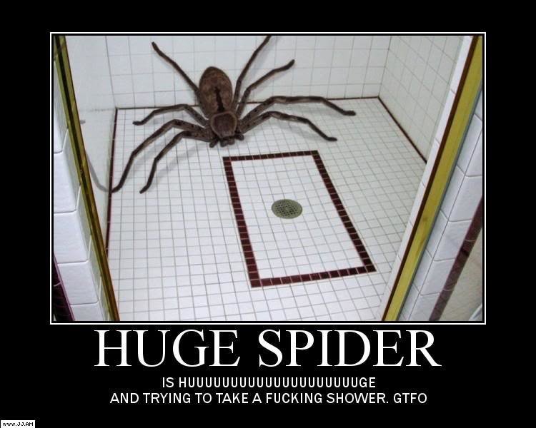 HugeSpiderMotiv_6da9d9d4f50a362d9188a5388f541a8bb01884e6.jpg
