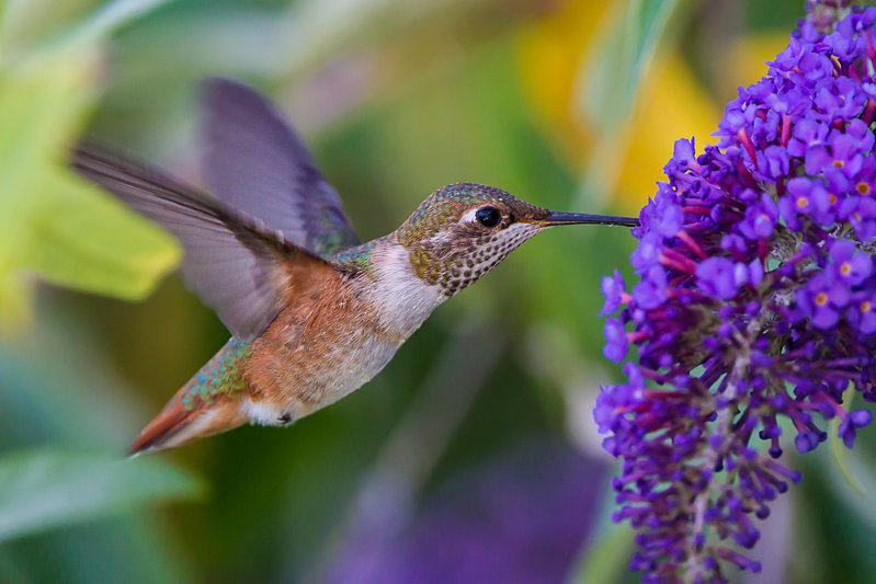 Hummer-TWFM-3-8009.jpg