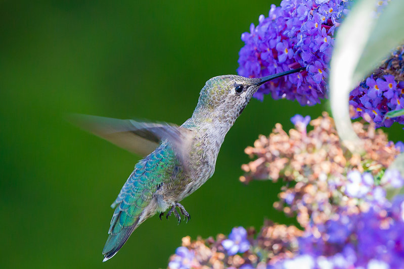 Hummer-TWFM-7940.jpg