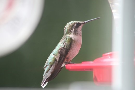 Hummingbird.jpg