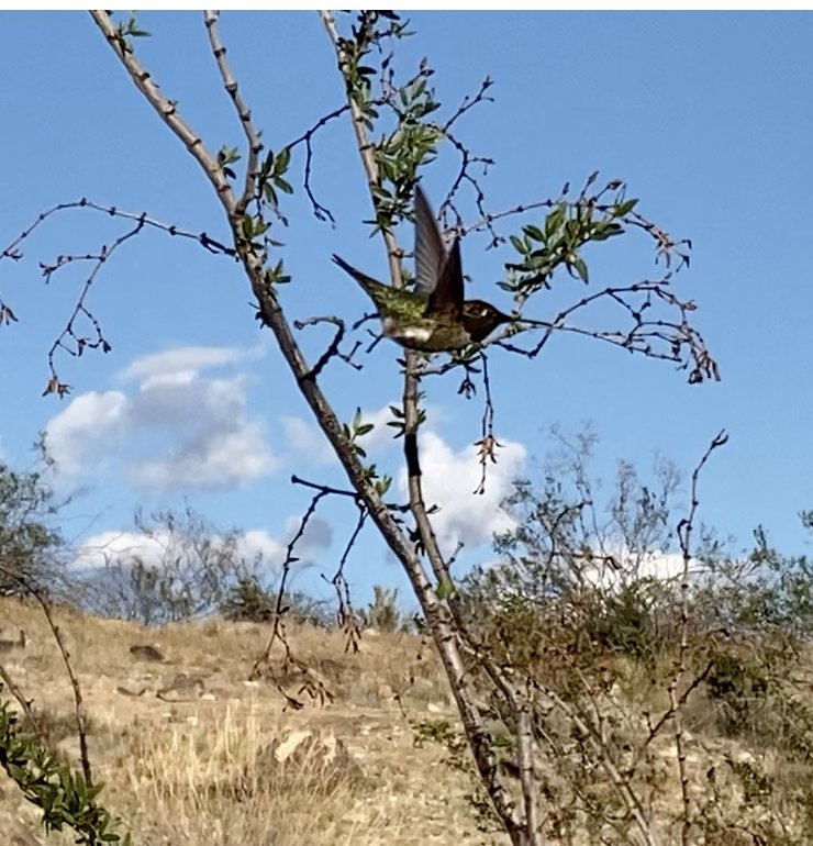 Hummingbird4.png