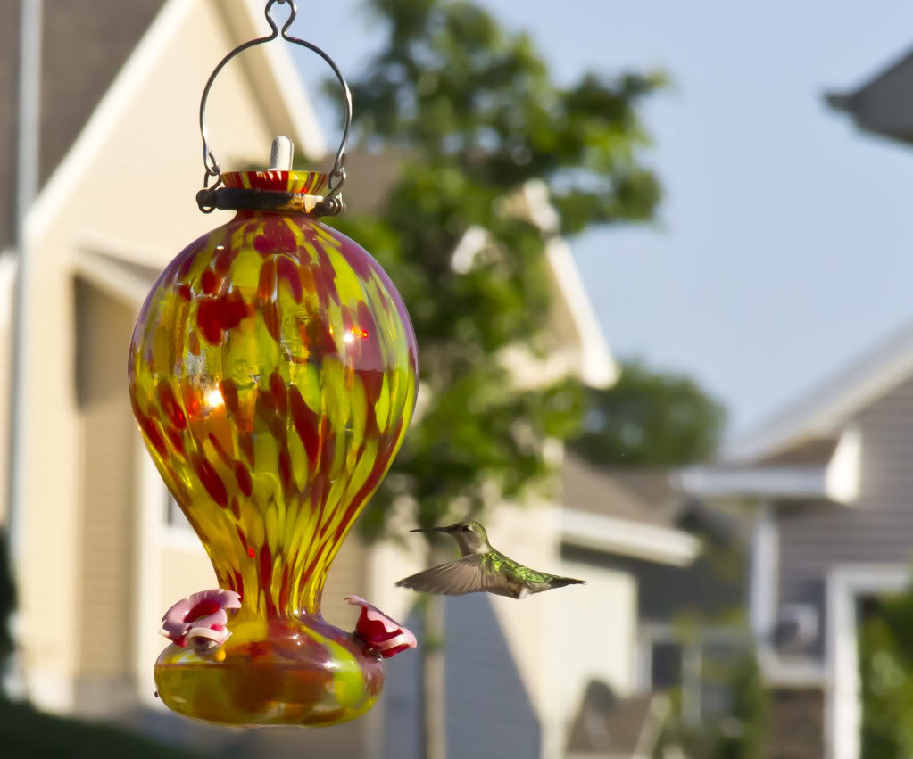 hummingbird_b17da21fa6ff7095cbfad6ecbf35d6c67dba01a2.jpg