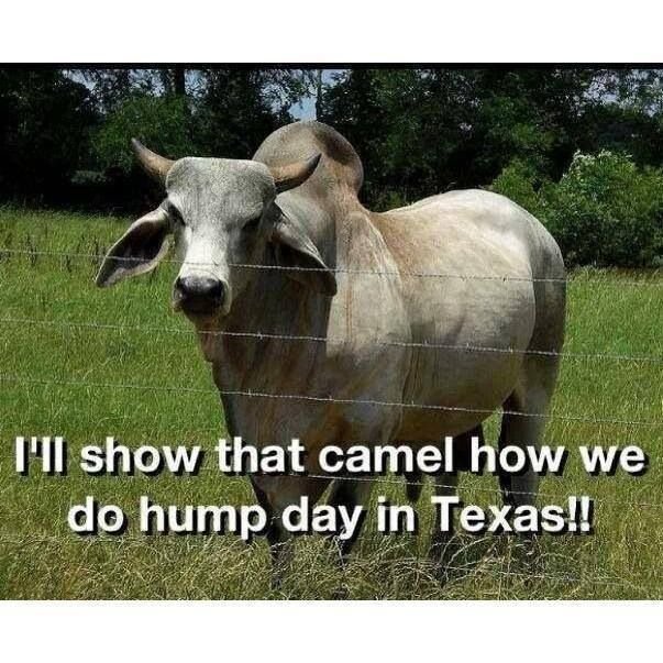 hump-day-in-Texas.jpg