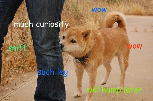hump.jpg