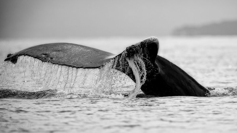 Humpback-BW--X3.jpg