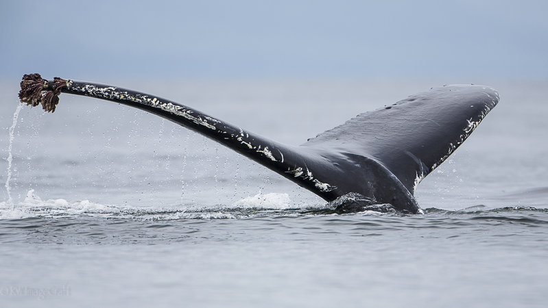 Humpback-FM-7771.jpg