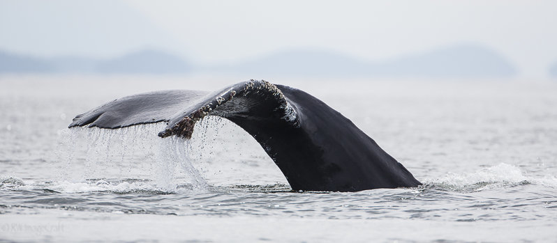 Humpback-FM-7942.jpg