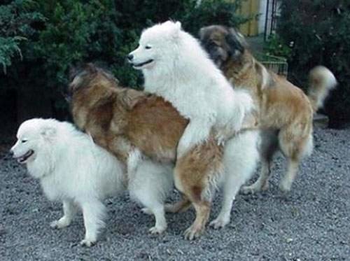 humping-win-dogs-line-up-1.jpg