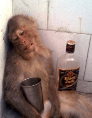 hungover monkey.jpg