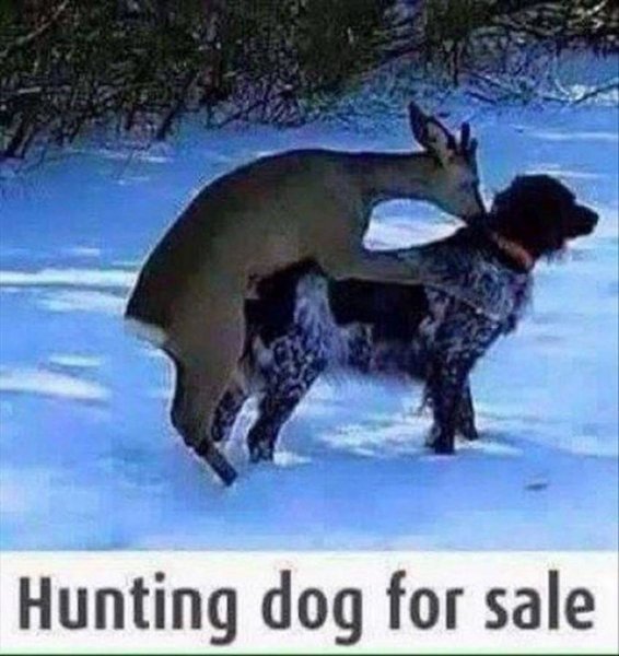 hunting dog.jpg