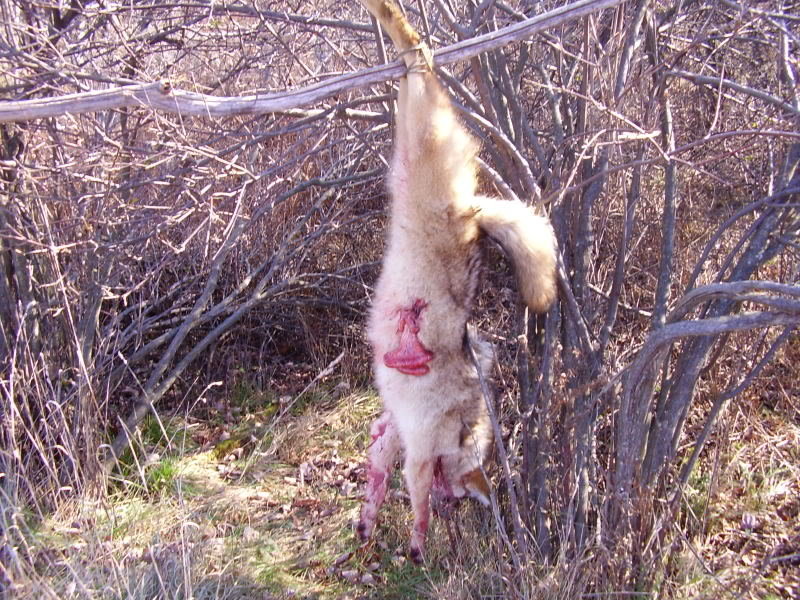 hunting2009_04a0f554f36a21ded773de9c6955a5c7a64b6a33.jpg