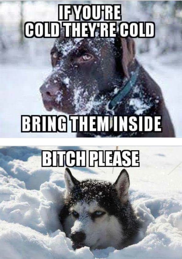 huskies-cold.jpg