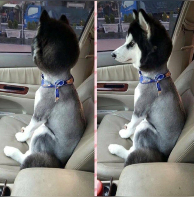 Husky%20Head_zpsw6ae8bes_b3507c0d51a8192cd88985e7aec5795a4b08781d.jpg