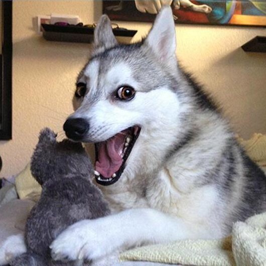 husky.jpg