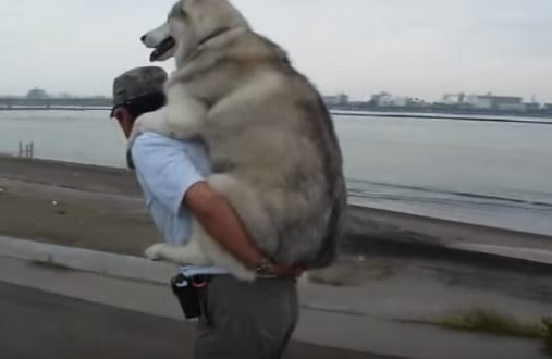 husky-ride.jpg