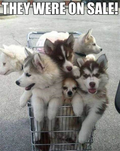 husky_sale.jpg