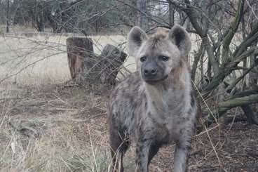 Hyena_cb984b9d57f6a6d00e887fa5b511e7fd95c0a32b.jpg
