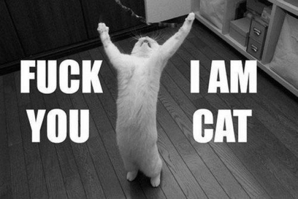 i-am-a-cat-7008-2.jpg
