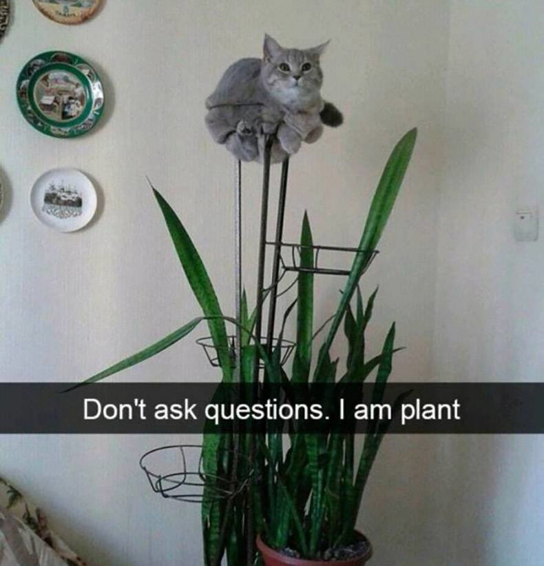 I-am-plant_c5f1560353d46870aab586652fdfc459fddad9a2.jpg
