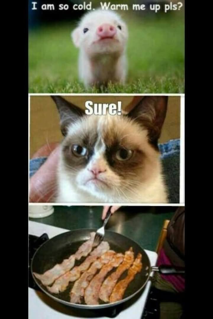 I-Am-So-Cold-Warm-Me-Up-Pls-Funny-Pig-Meme-Image.jpg