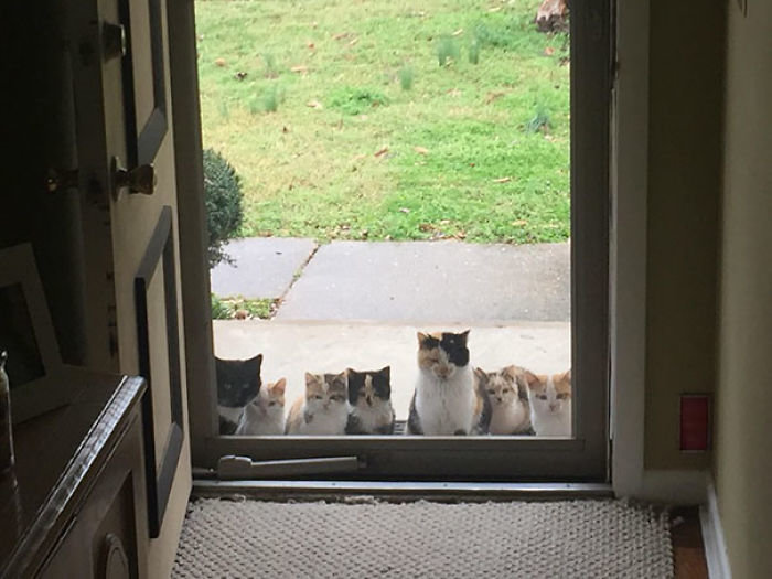 i-dont-own-a-cat-photos-family-of-stray-cats.jpg