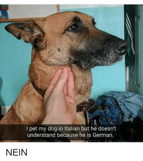 i-pet-my-dog-in-italian-but-he-doesnt-understand-16608274.jpg