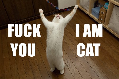 IAmCaaaaaaaaaatttt_b47e23712c998146a4fc3c95005ab340d884eb98.jpg