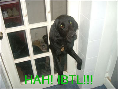 IBTL-Dog_b1e723ffb91b4d2647c2ed449b5a6f72b468ed30.jpg