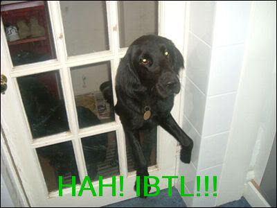 IBTL-Dog_e68377faf407212c8eea2f23e5f6382261525f78.jpg