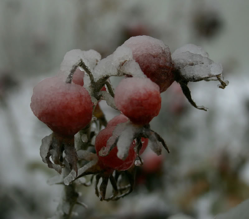 iceberries_060aa511615ec73b805781d4cea38444b37d1a7f.jpg