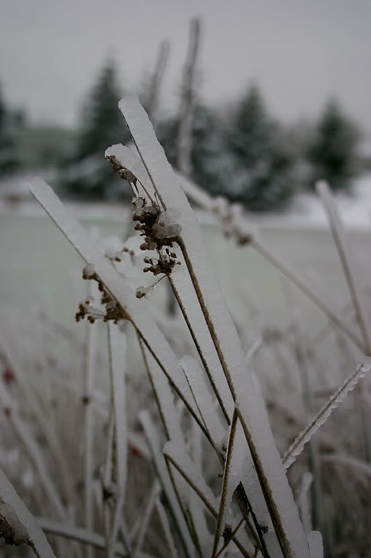 iceplant_12ec90eff4198eae55107916216dc154800f63b0.jpg