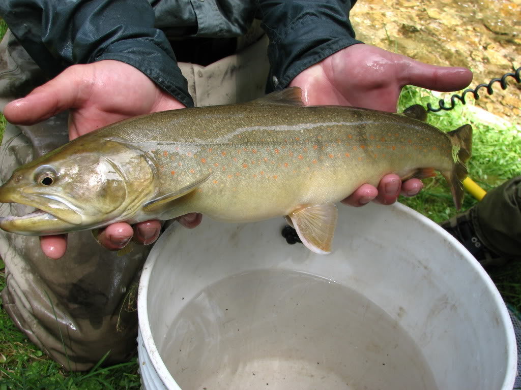 Idaho373_8bb3cb35e4bbae4d315c5e08b16b0cc6e795ff77.jpg