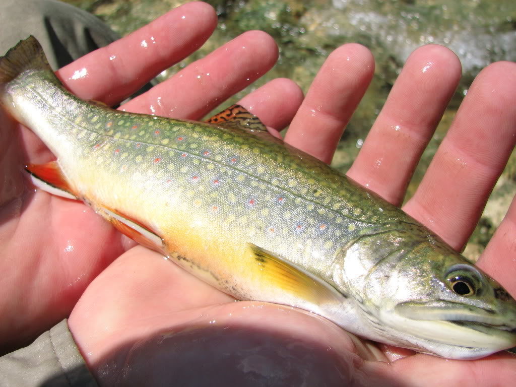 Idaho468_89c50f9533c867ba298891f394b6d41ecae17e5d.jpg