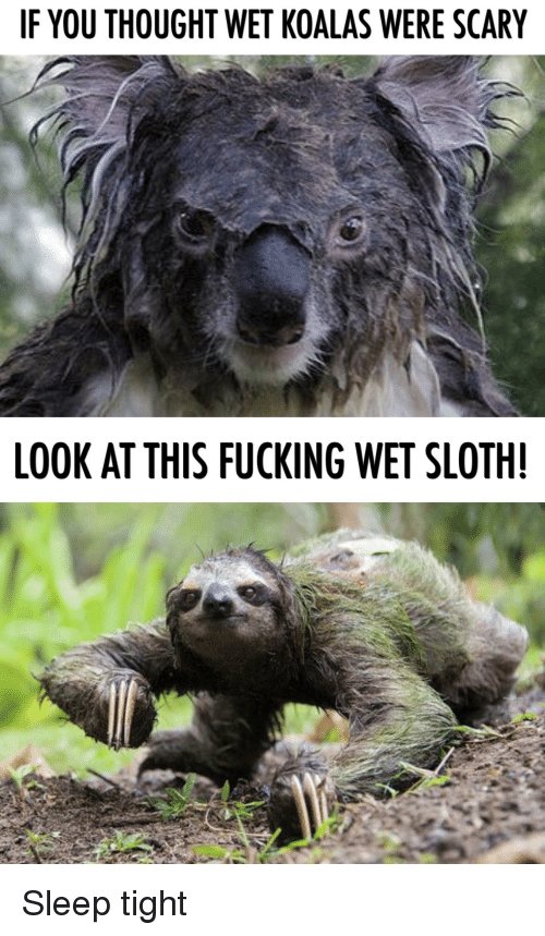 if-you-thought-wet-koalas-were-scary-look-at-this-41336133.jpg