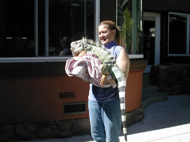 iguana.jpg