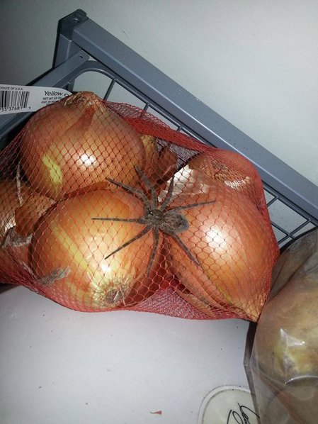 ilikeonions.jpg