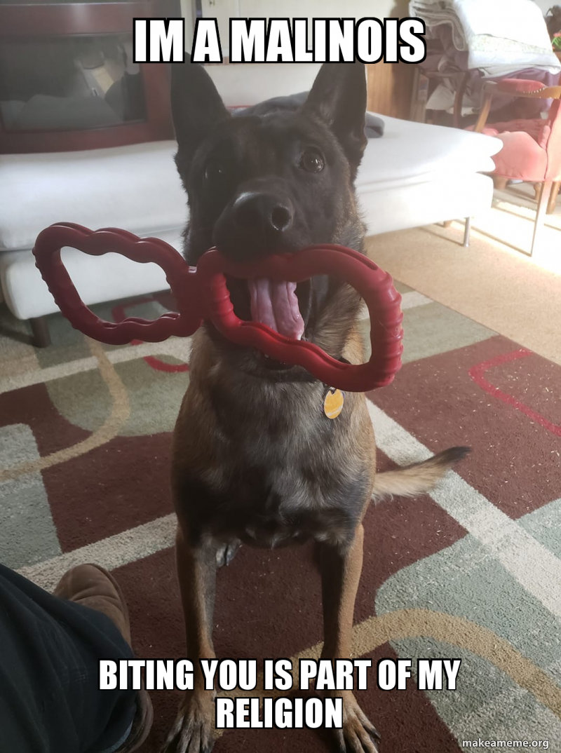 im-a-malinois.jpg