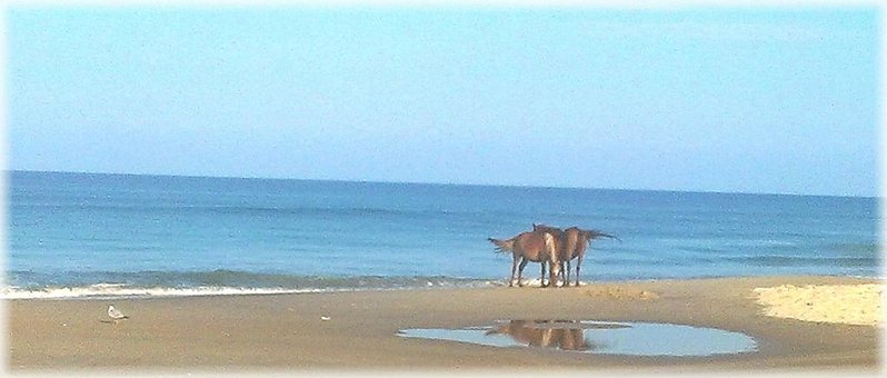 IMAG0287-picsay.jpg