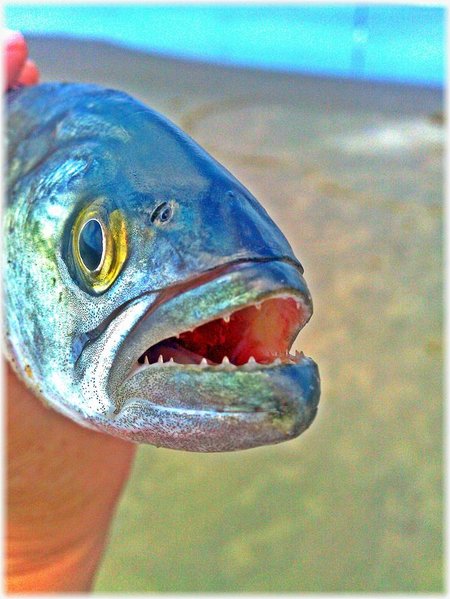 IMAG1178-picsay.jpg