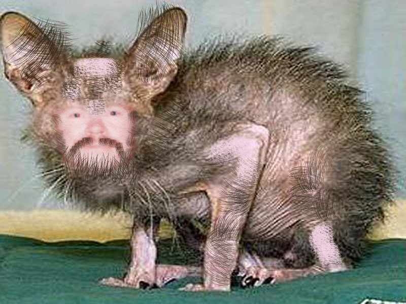image.jpg